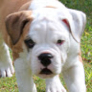 Meet your Posher, Mallory